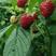 红树莓苗秋福大果双季覆盆子南北方大地庭院阳台种植大量供应