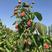 红树莓苗秋福大果双季覆盆子南北方大地庭院阳台种植大量供应