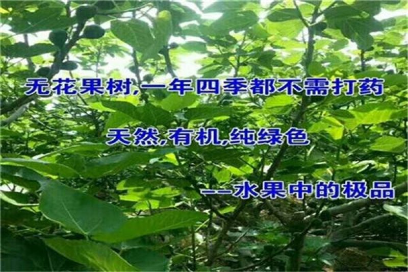 波姬红无花果苗，颜色红润，包成活当年结果