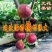 波姬红无花果苗,颜色红润,包成活当年结果