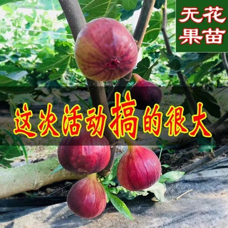波姬红无花果苗，颜色红润，包成活当年结果