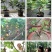 波姬红无花果苗,颜色红润,包成活当年结果