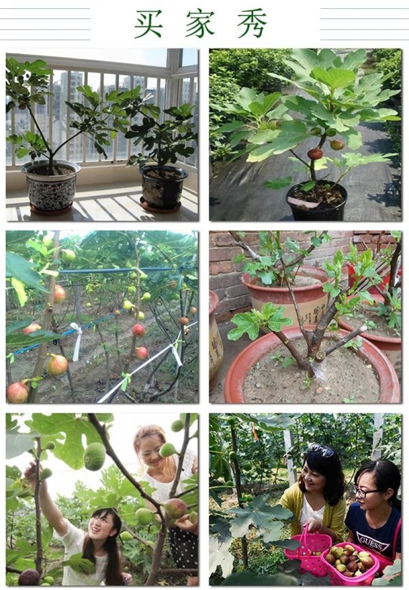 波姬红无花果苗，颜色红润，包成活当年结果