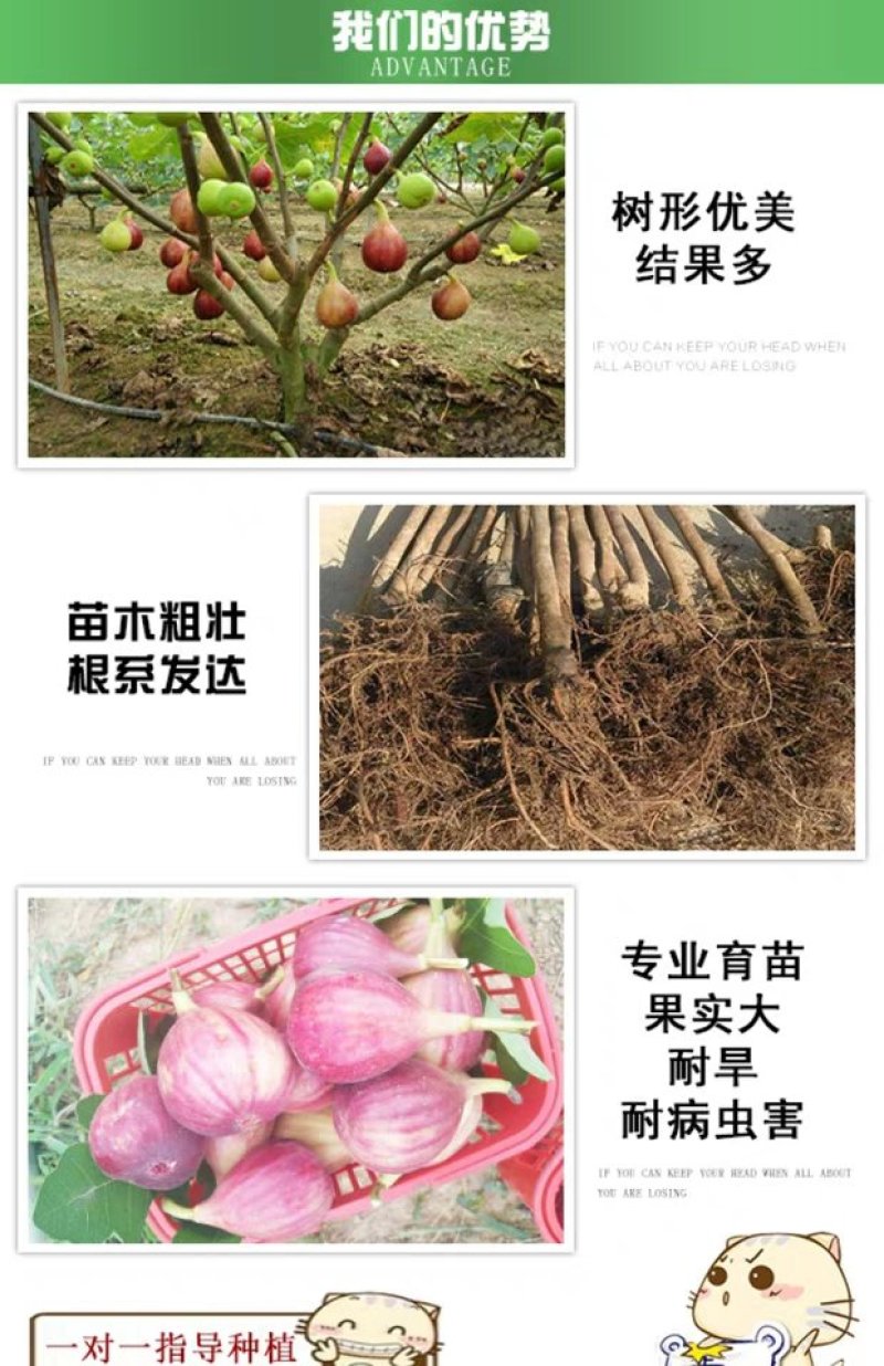 波姬红无花果苗，颜色红润，包成活当年结果