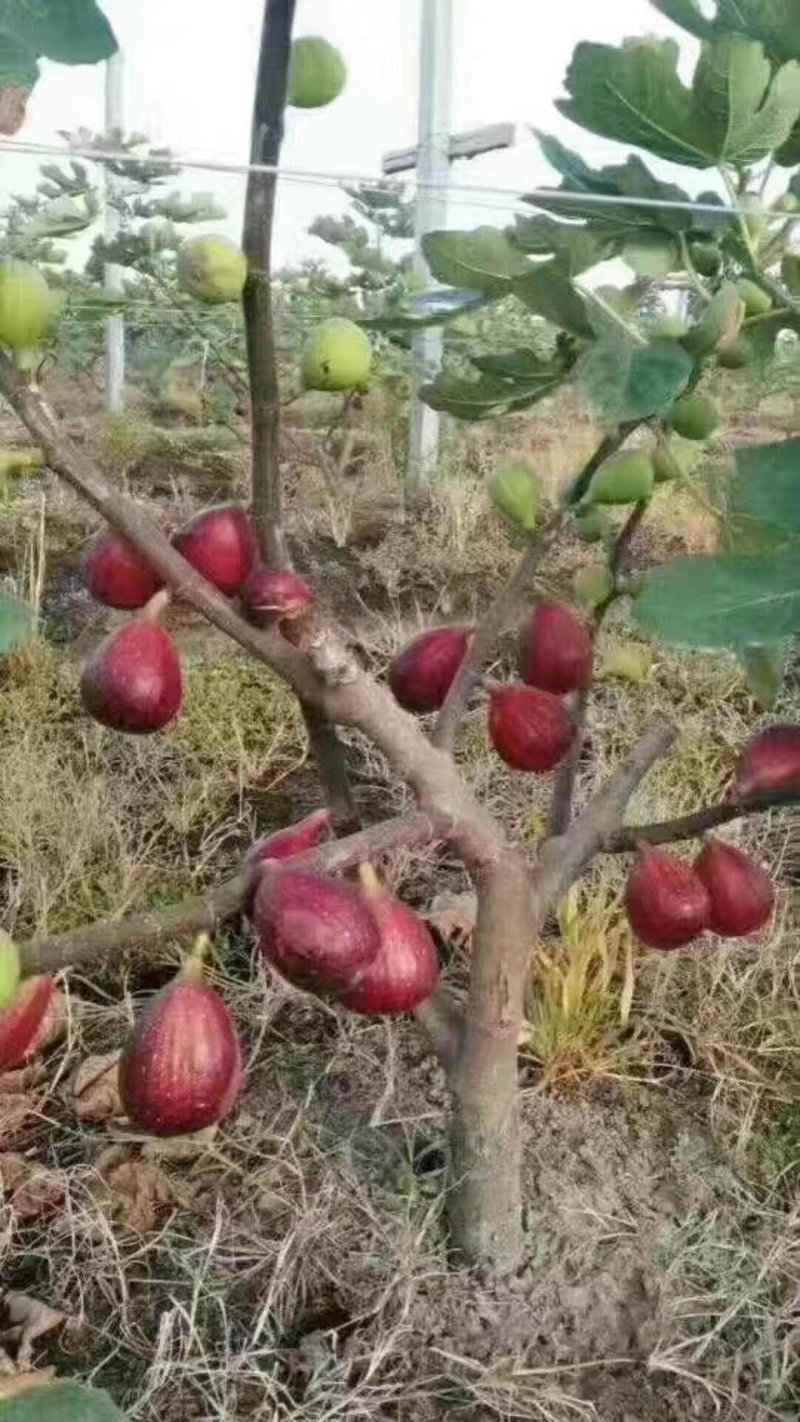 波姬红无花果苗，颜色红润，包成活当年结果