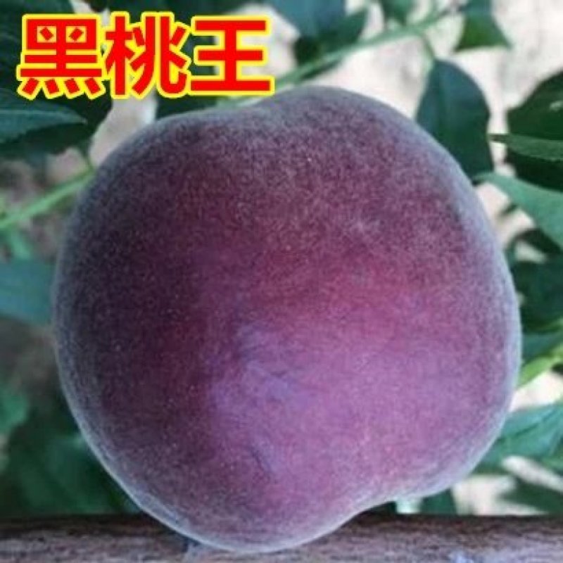 黑桃苗，黑桃王，黑桃皇后，包品种免费后期指导