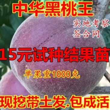 黑桃苗，黑桃王，黑桃皇后，包品种免费后期指导