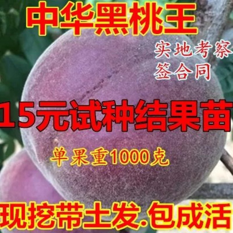 黑桃苗，黑桃王，黑桃皇后，包品种免费后期指导