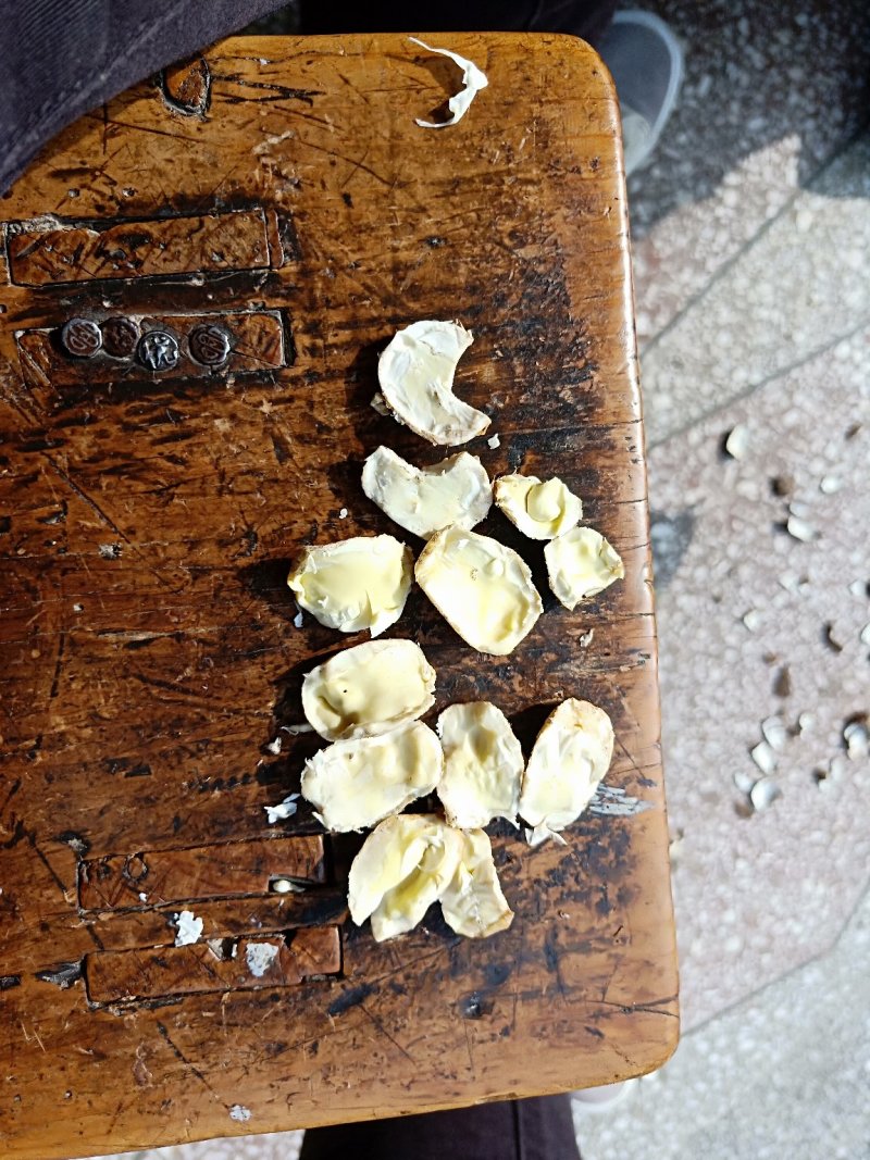 油桐子