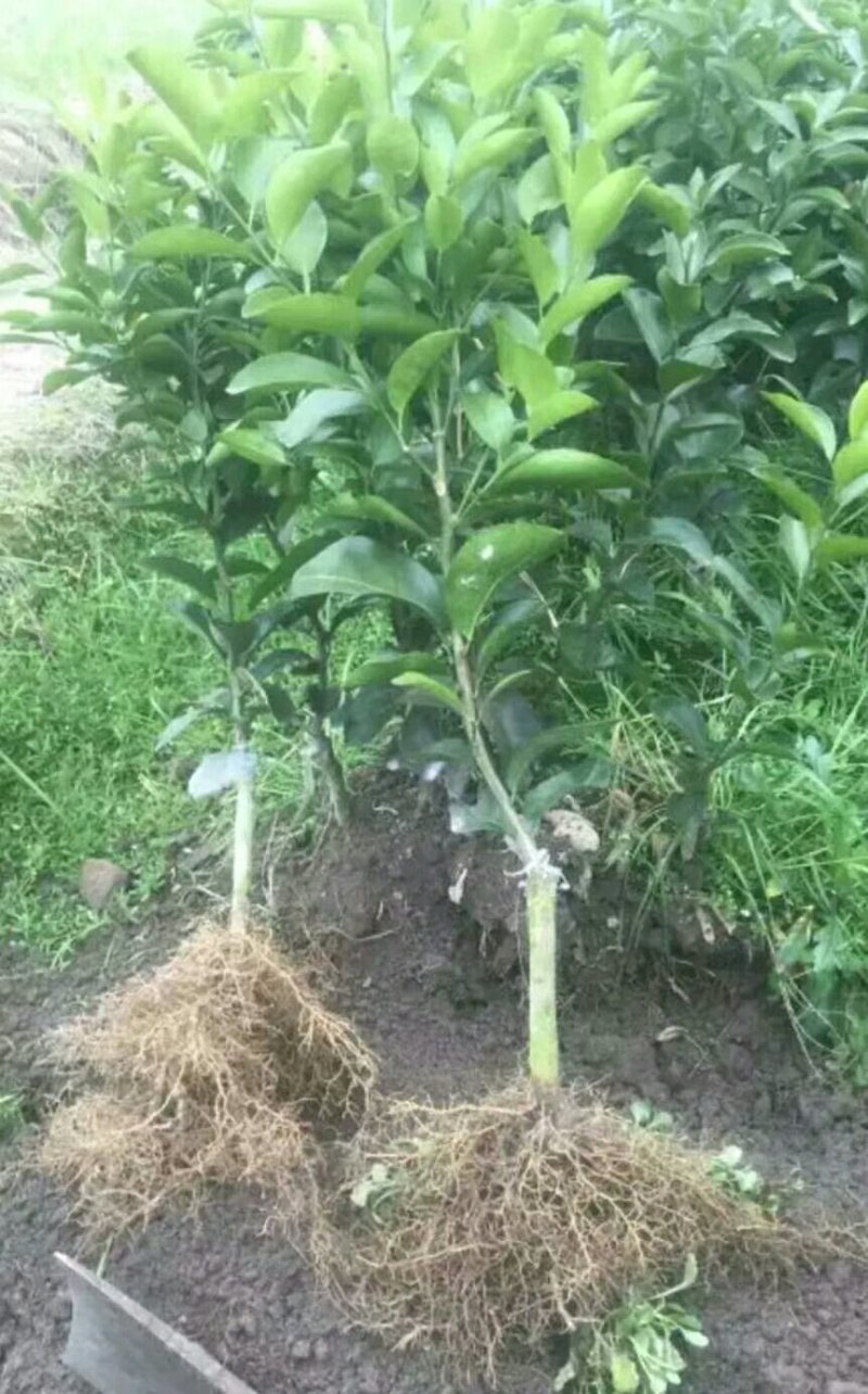 砂糖橘苗地苗营养杯苗