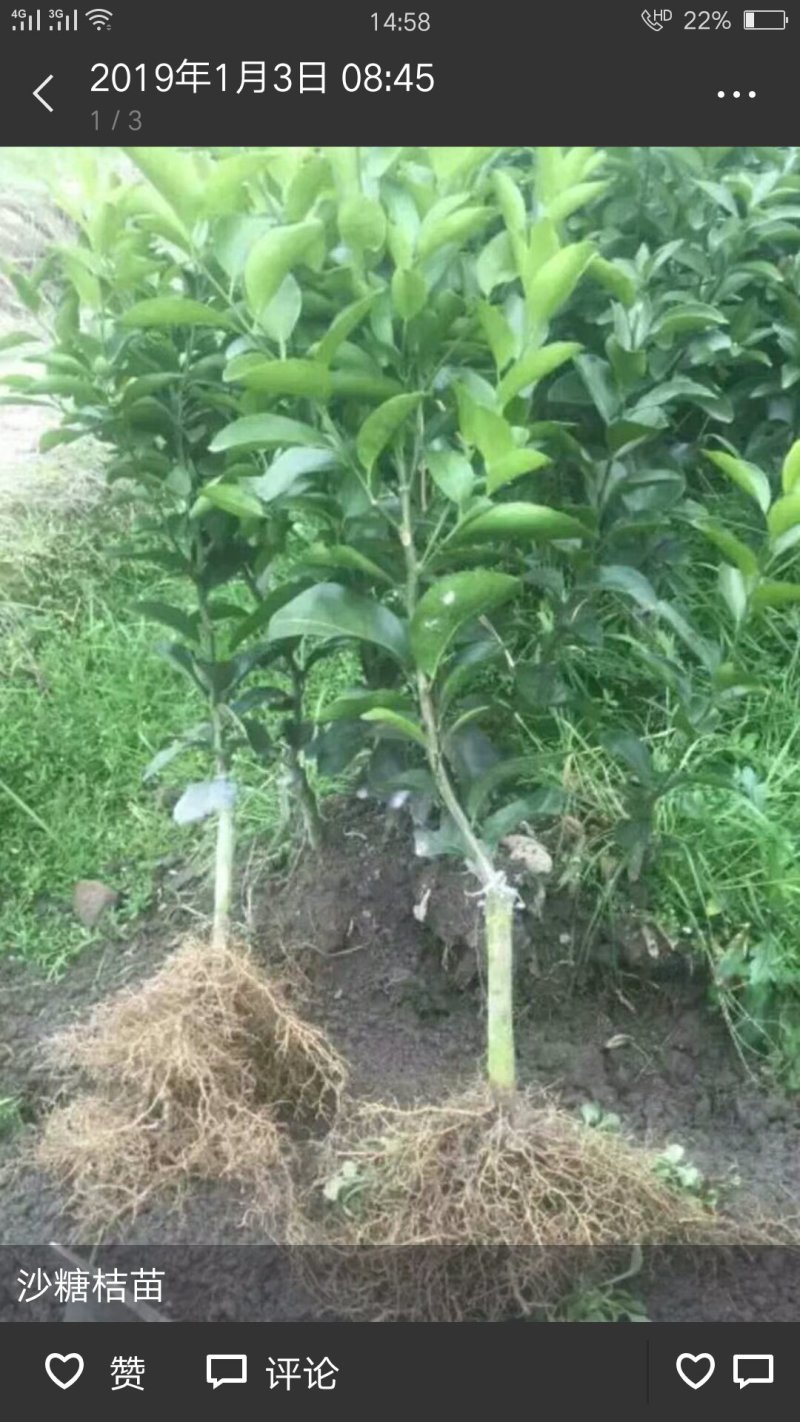 砂糖橘苗地苗营养杯苗