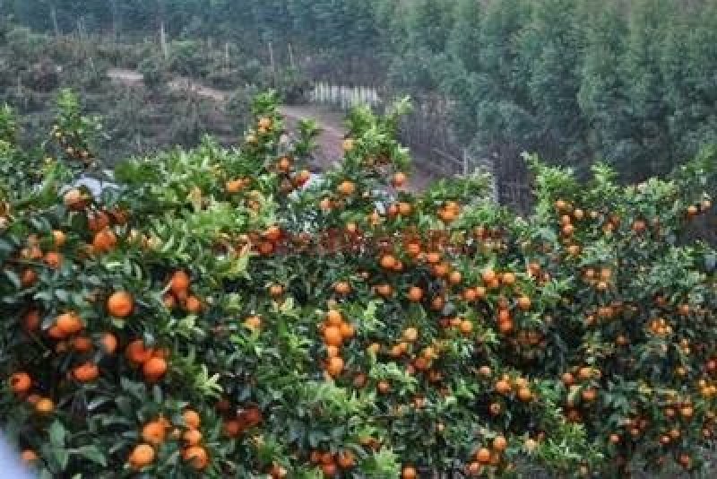 砂糖橘苗地苗营养杯苗