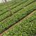 紫园茄子苗，品种纯正，基地直供，货量大，可实地考察