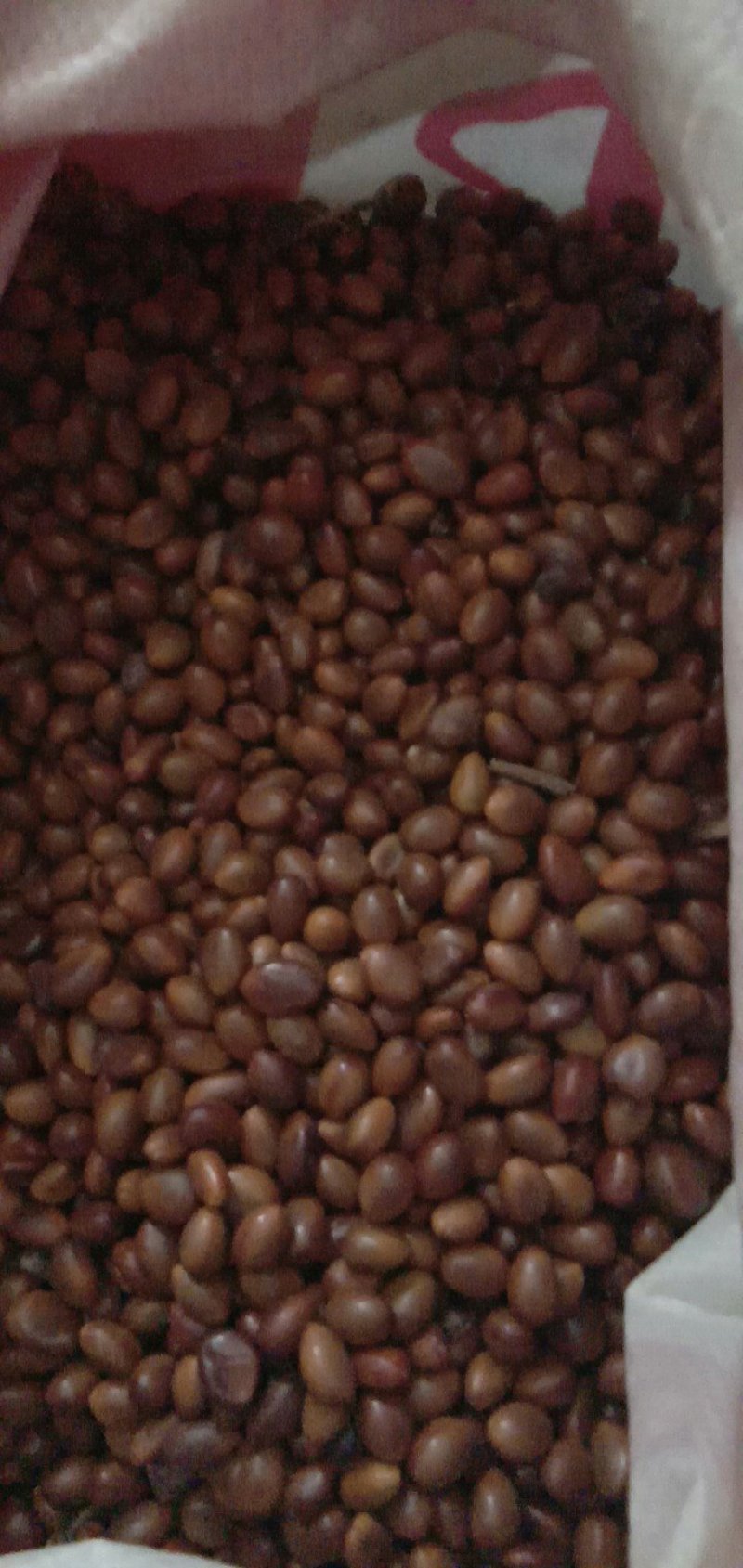 皂角刺2级