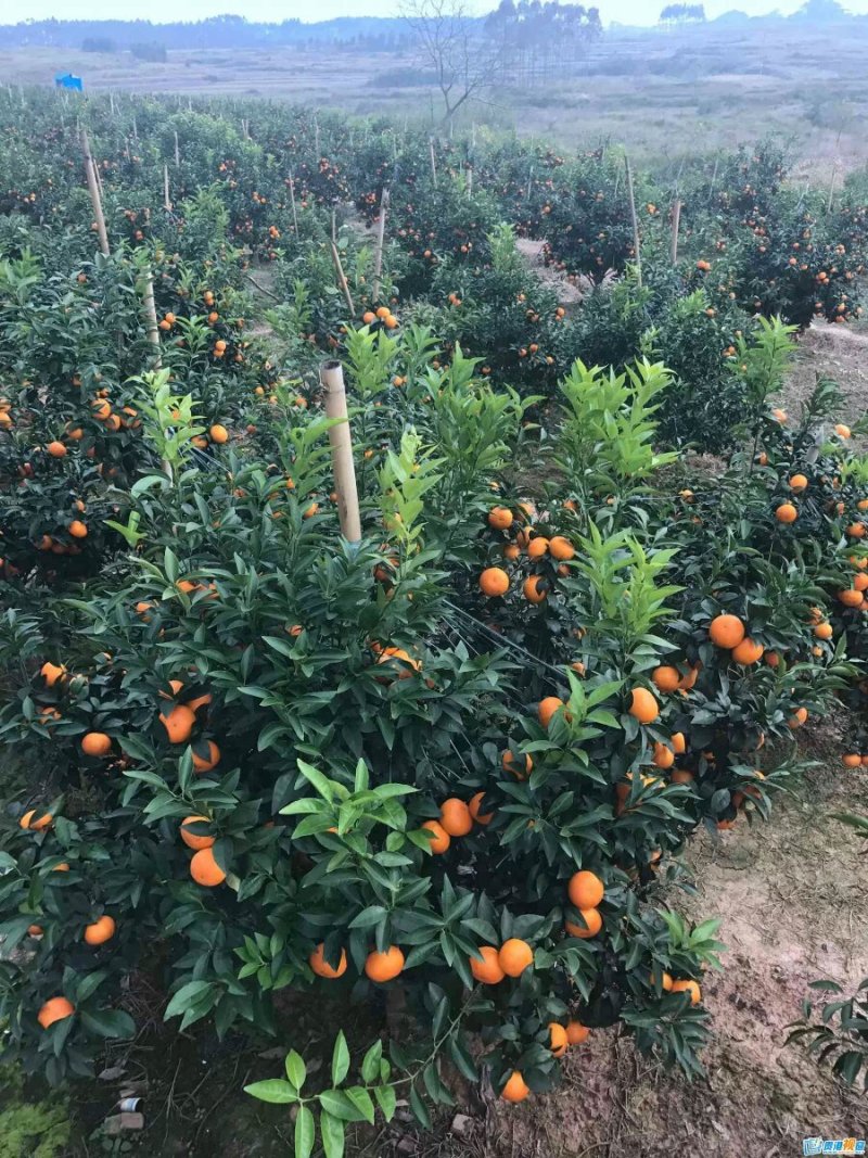 沃柑苗营养杯苗地苗，