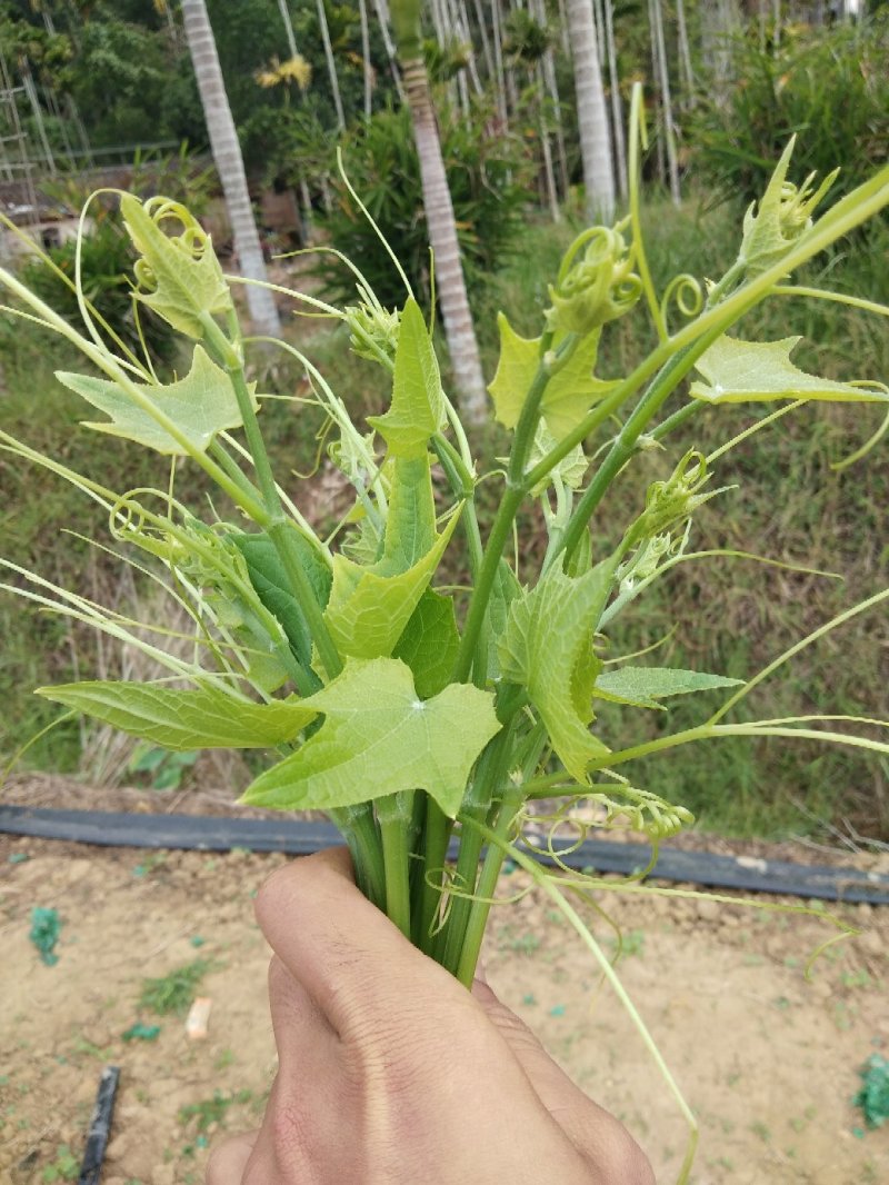 龙须菜