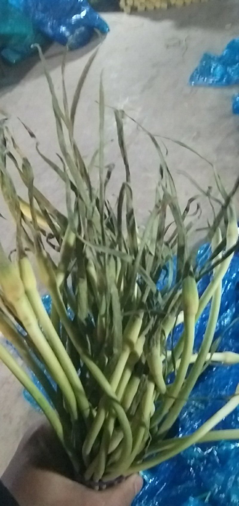 精品蒜薹大量出售，长年供应，寻找长期合作的老板