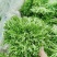 菊花黄心苦菊上市，欢迎各位老板致电洽谈欢迎联系