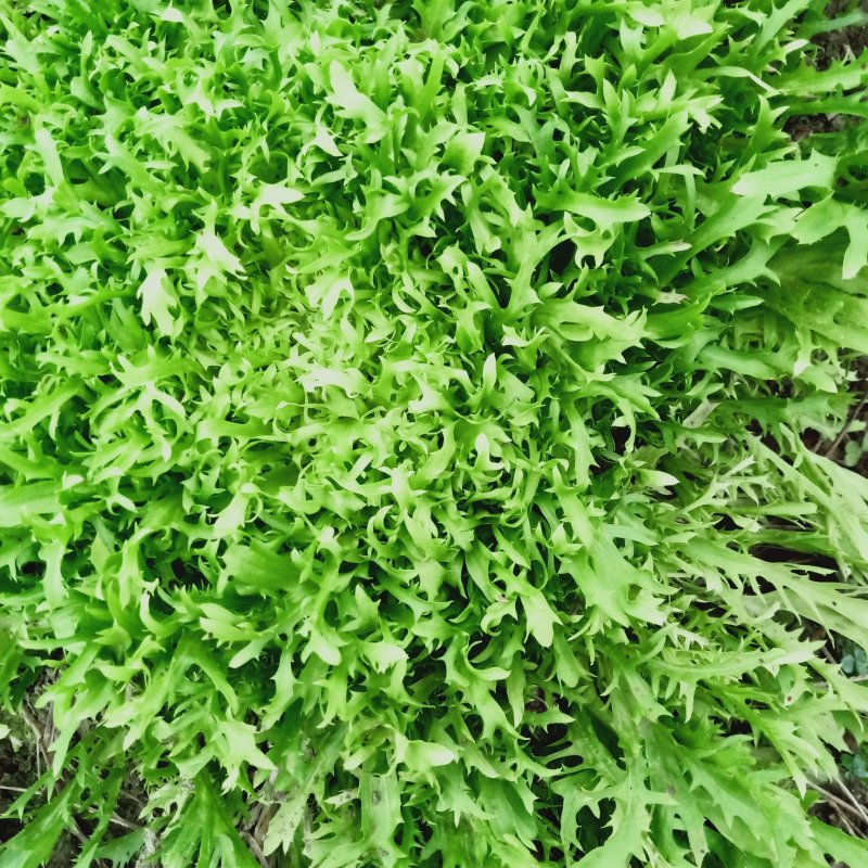 菊花黄心苦菊上市，欢迎各位老板致电洽谈欢迎联系