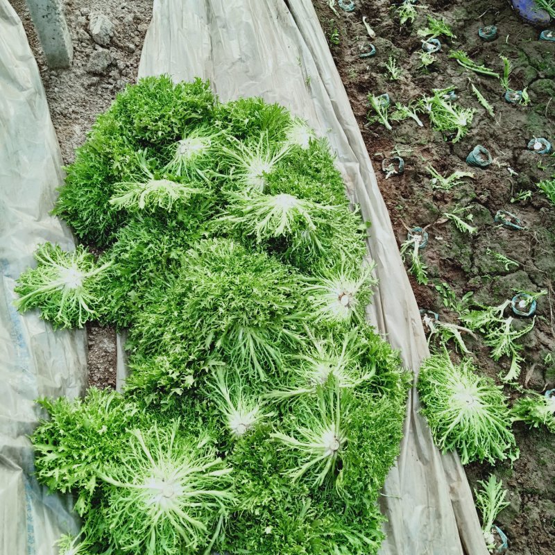 菊花黄心苦菊上市，欢迎各位老板致电洽谈欢迎联系