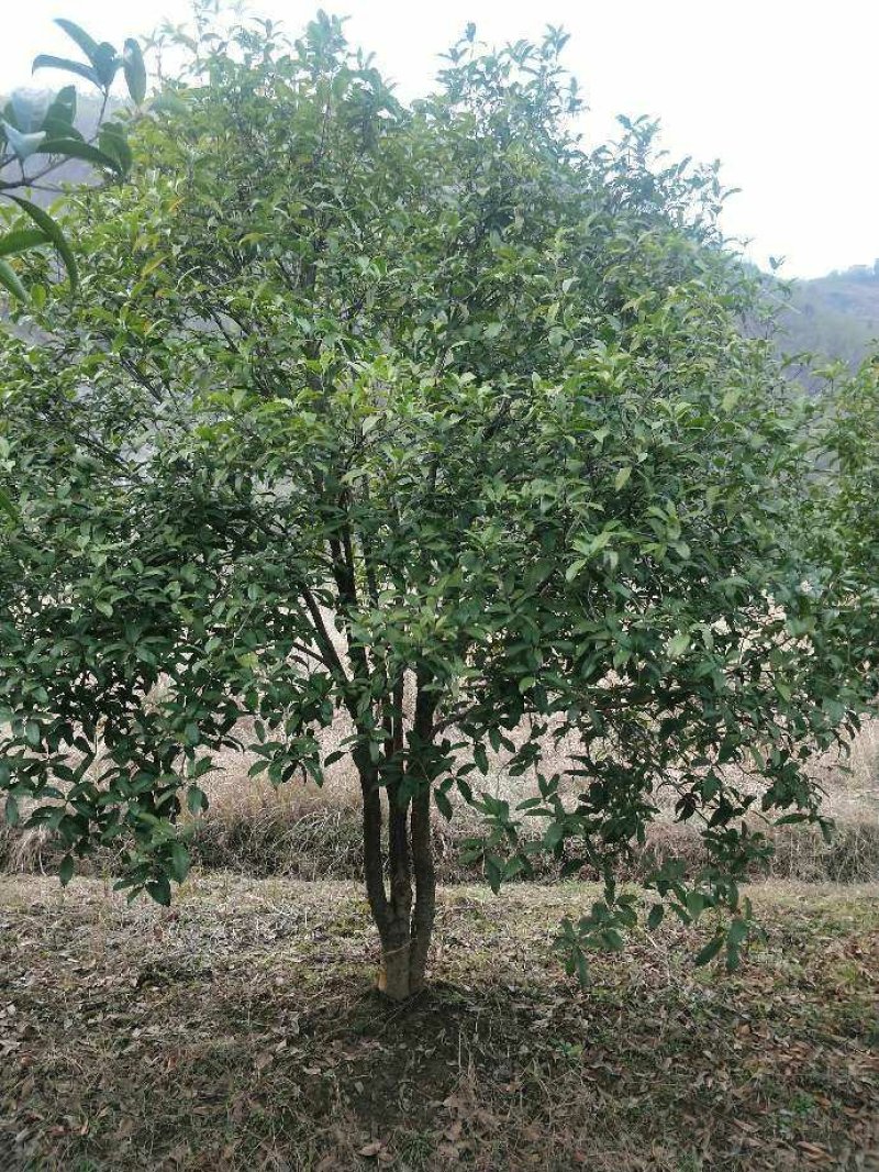 八月桂