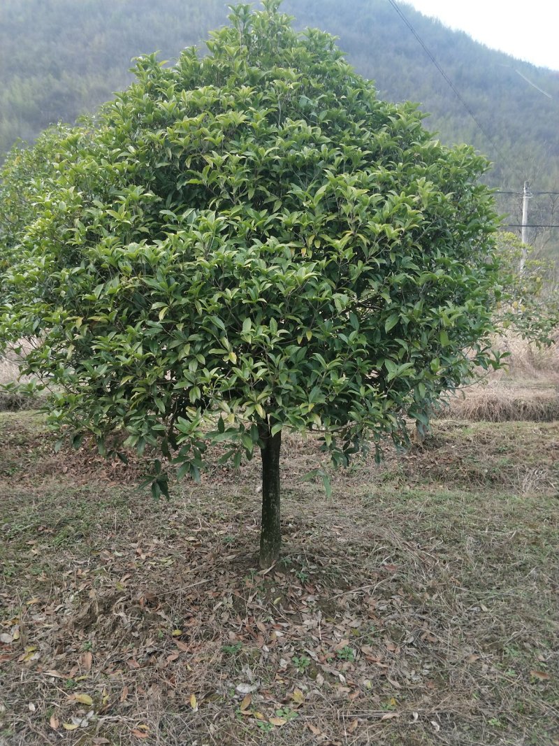 八月桂