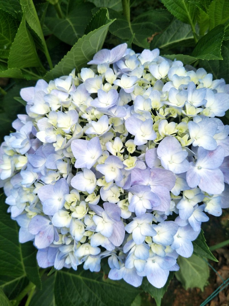 绣球小苗