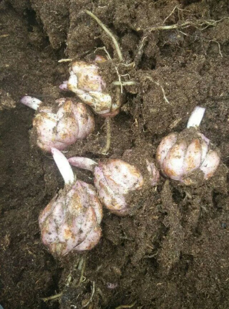 百合种球