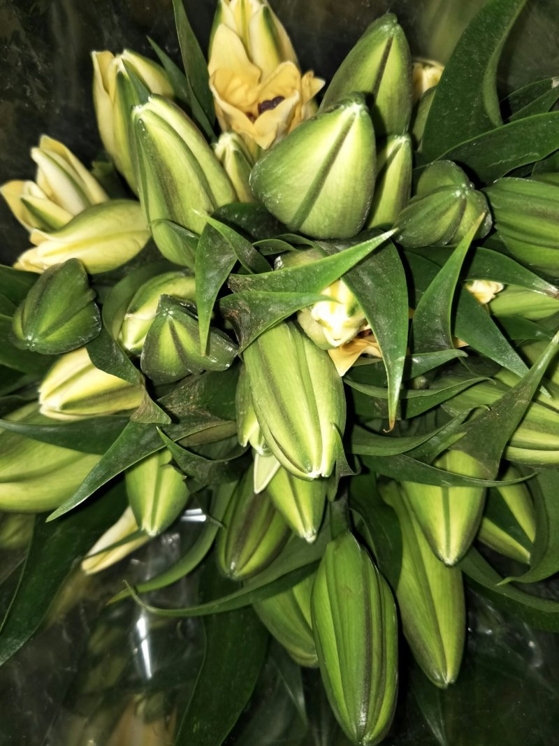百合种球
