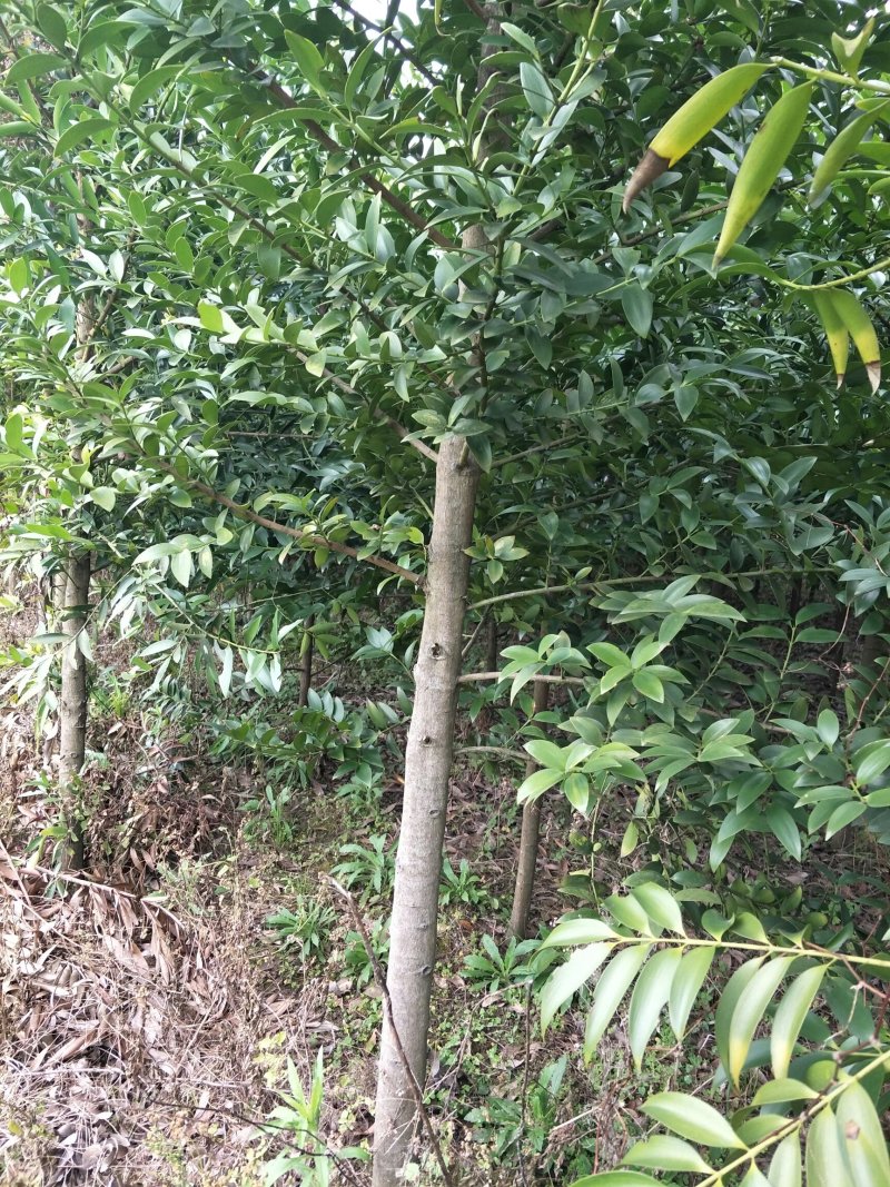 绿化树苗