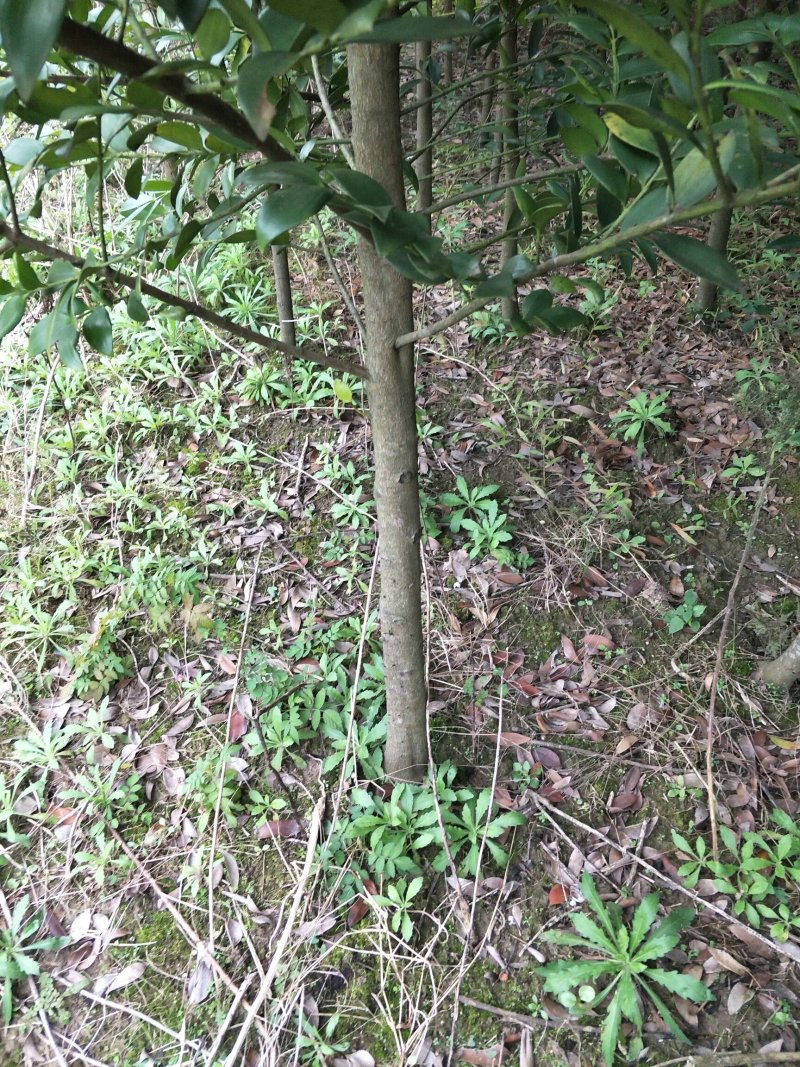 绿化树苗