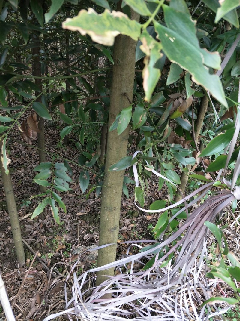 供应一万珠以上
