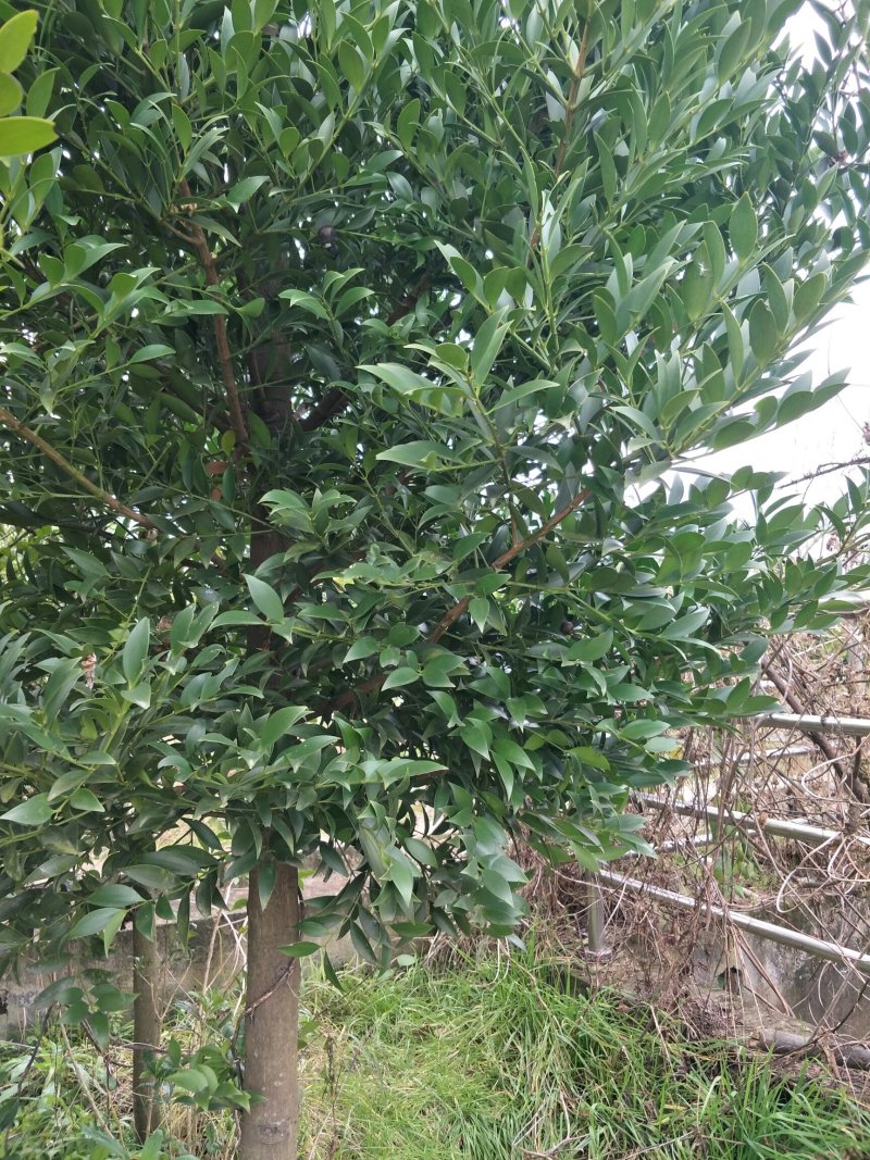 供应一万珠以上