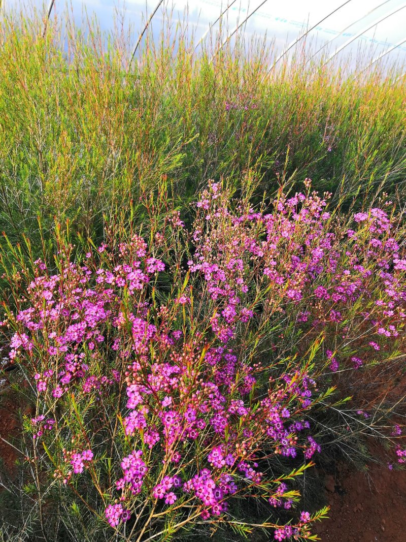 澳洲蜡梅澳洲腊梅澳洲