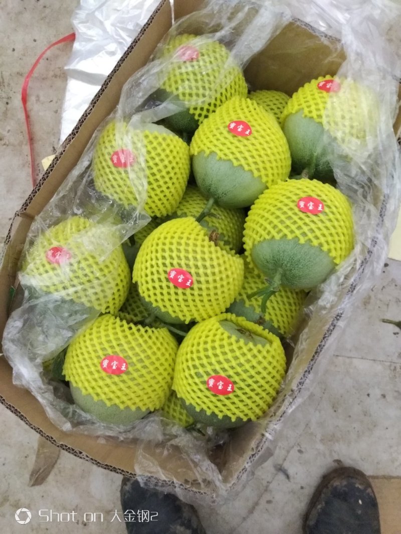 绿美人绿帅甜瓜种植产地量大口感好糖度高看棚定货