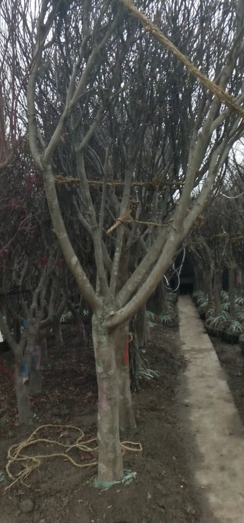 红枫