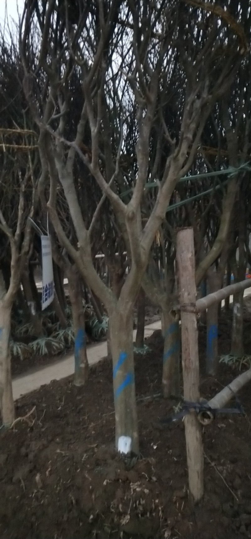 红枫