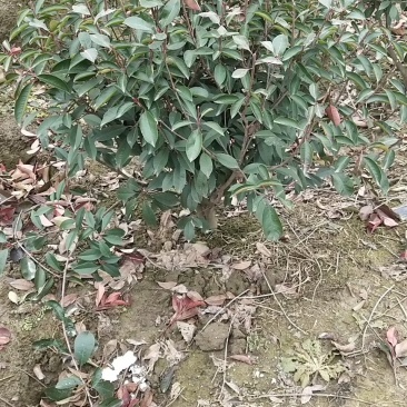 石楠球