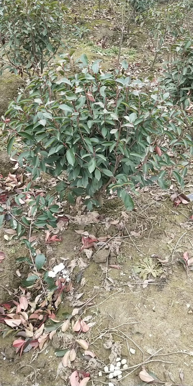 石楠球