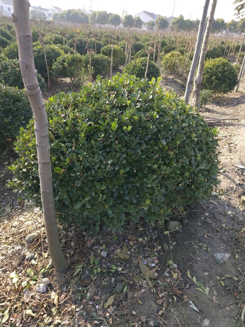 大叶黄杨球