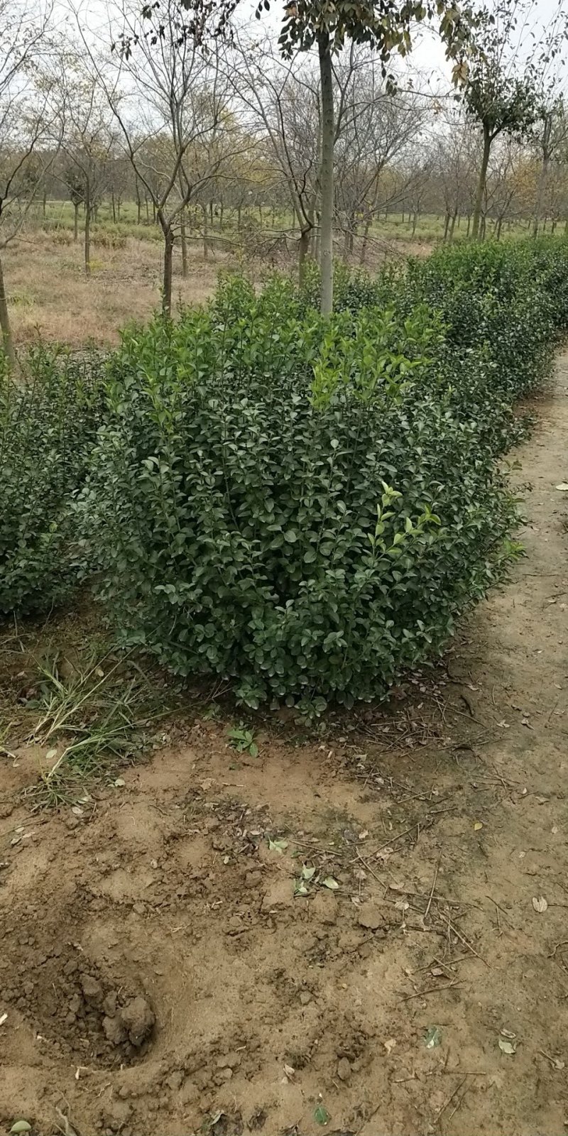 卫矛球