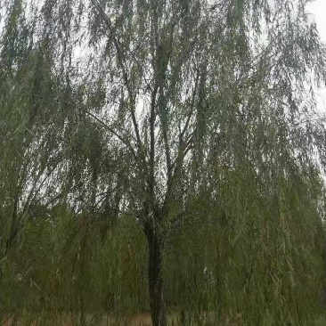 垂柳