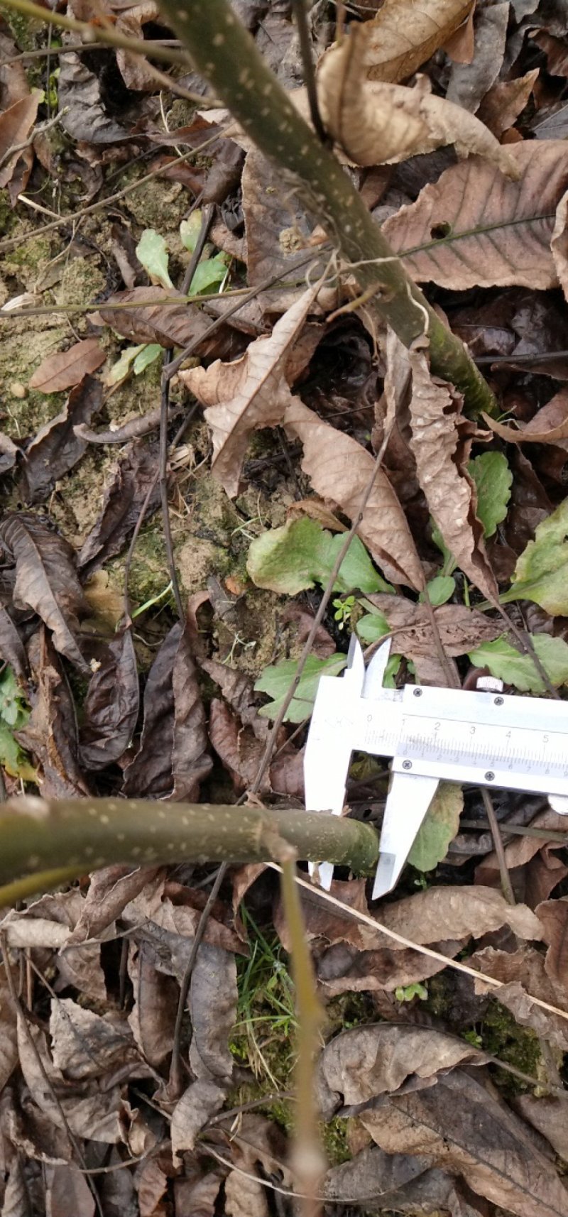 青钱柳苗(基地直供一年苗)