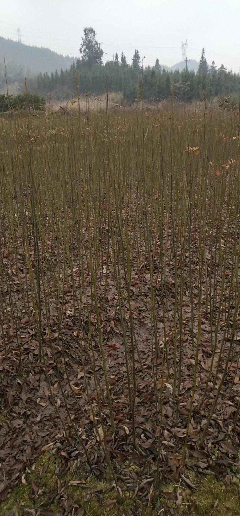 青钱柳苗(基地直供一年苗)