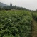 青钱柳苗(基地直供一年苗)
