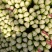 【精品】河北西芹芹菜新鲜上市基地直销质优价廉量大从优