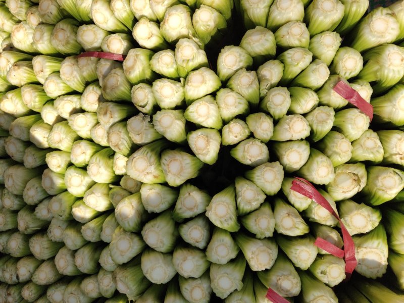 【精品】河北西芹芹菜新鲜上市基地直销质优价廉量大从优