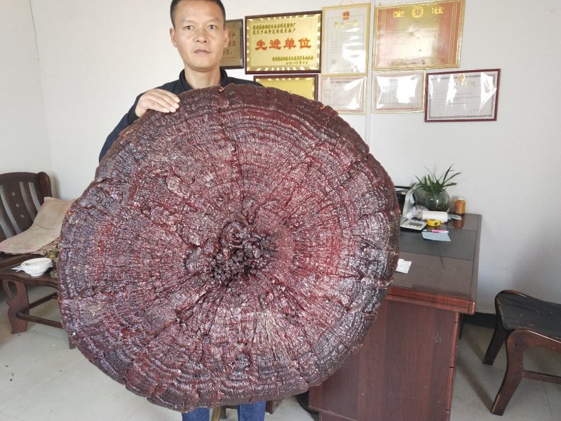 大红灵芝(超级特大红灵芝)