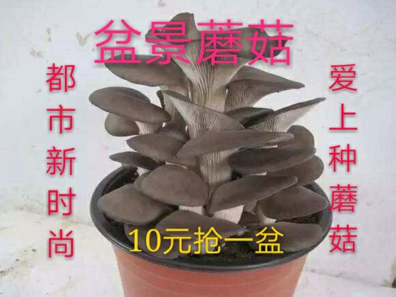 预售阳台盆栽蘑菇，菌包，菌棒农场直供