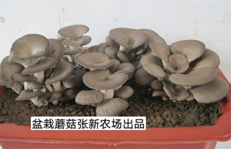预售阳台盆栽蘑菇，菌包，菌棒农场直供